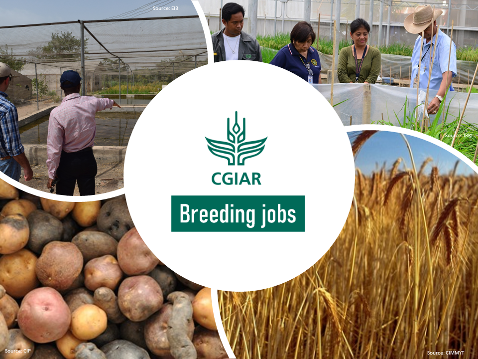 hiring-senior-business-manager-breeding-resources-accelerated